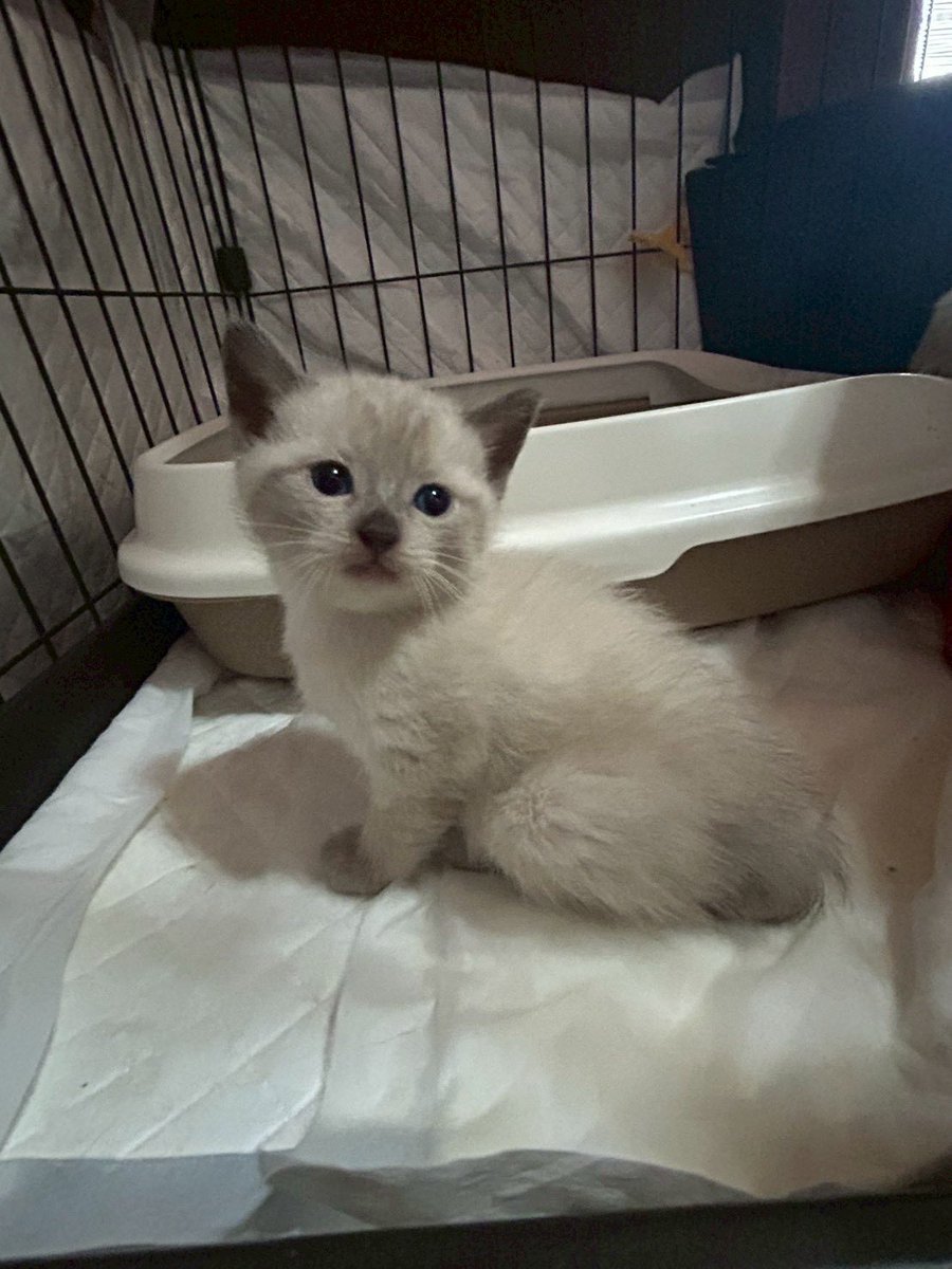 yuumi2002's tweet photo. 保護猫、粒揃いで可愛い💕
はやくご対面したい🥰
母猫も含めて3匹迎えます🐱 https://t.co/611grpWXsI