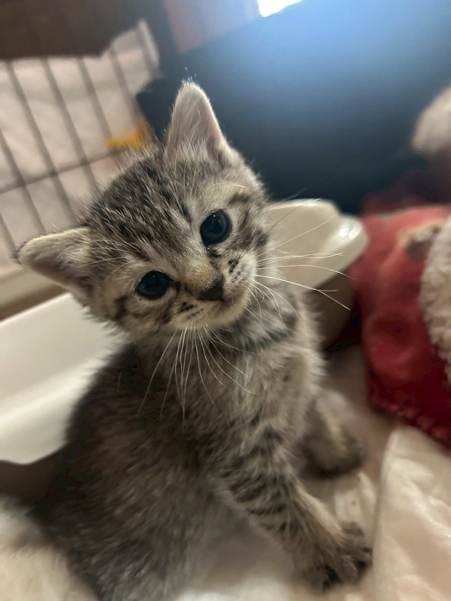 yuumi2002's tweet photo. 保護猫、粒揃いで可愛い💕
はやくご対面したい🥰
母猫も含めて3匹迎えます🐱 https://t.co/611grpWXsI
