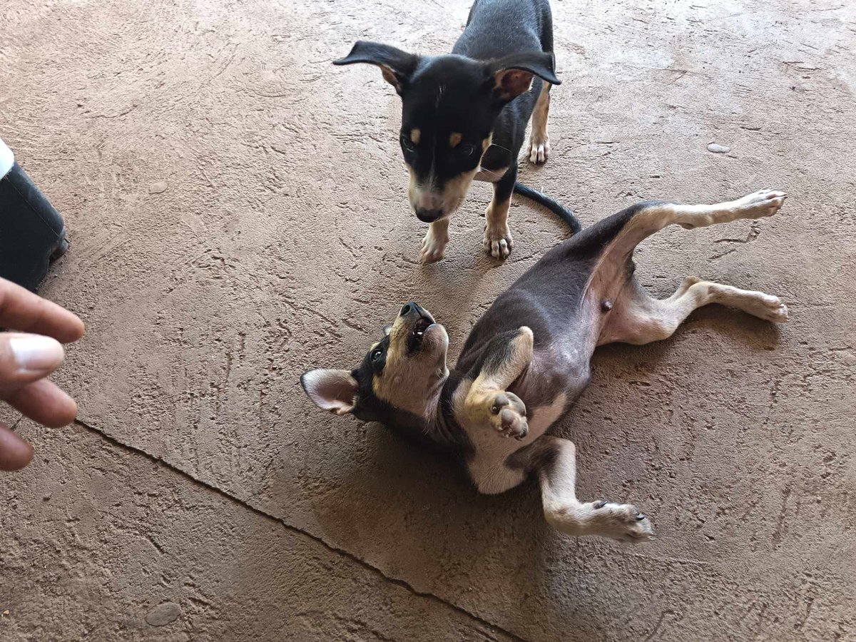 SERVICIO SOCIAL✅️
#adopta ❤️🐾
Buenas tardes!
Quiero dar en adopción a estos cachorritos 
Son dos niños y una niña 
Tienen 2 meses 
Estan en  Santa Ana Oeste 
Contacto 78576081