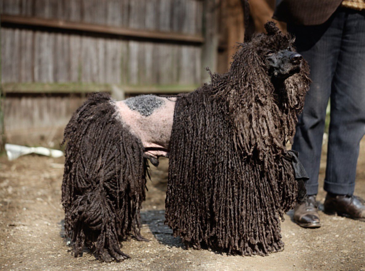 1926 Live tweet media