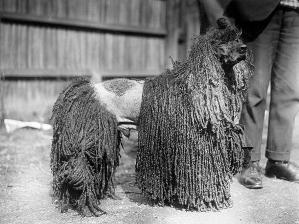 1926 Live tweet media