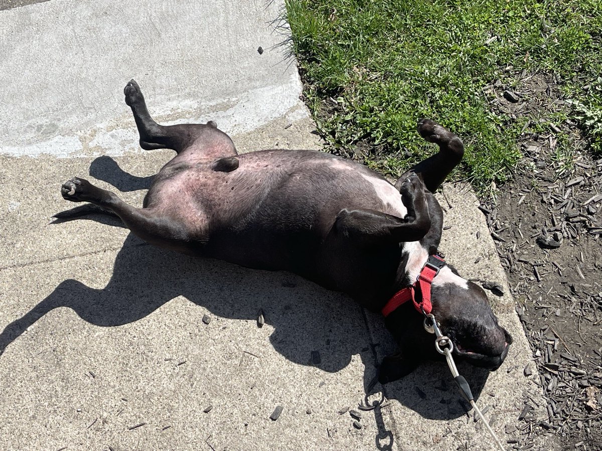 Sara-Jezebel Squadront Leader tweet media