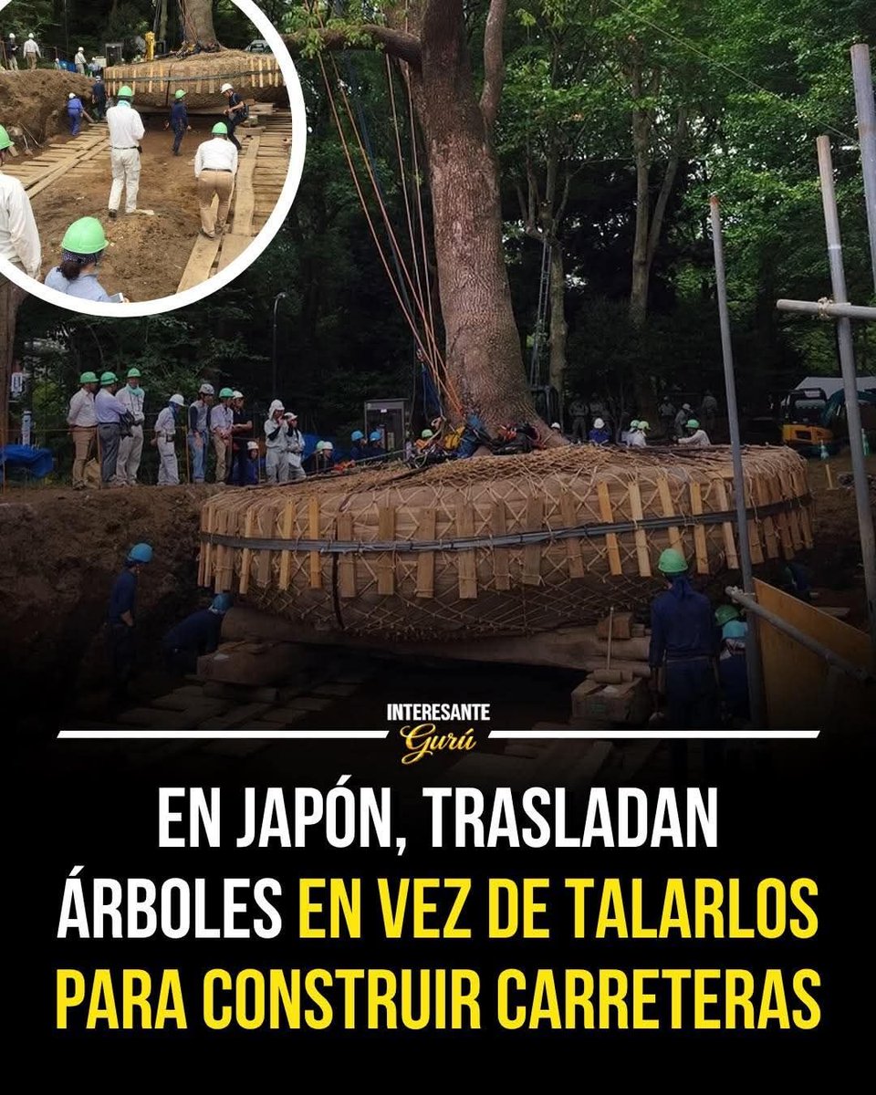 Rincón Curioso tweet media