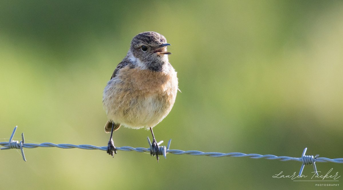 Lauren Tucker tweet media