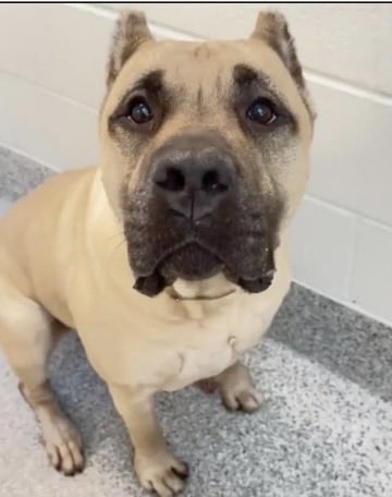 @PawsnTails4TX 🇺🇸🇺🇸🐾🐾 tweet media