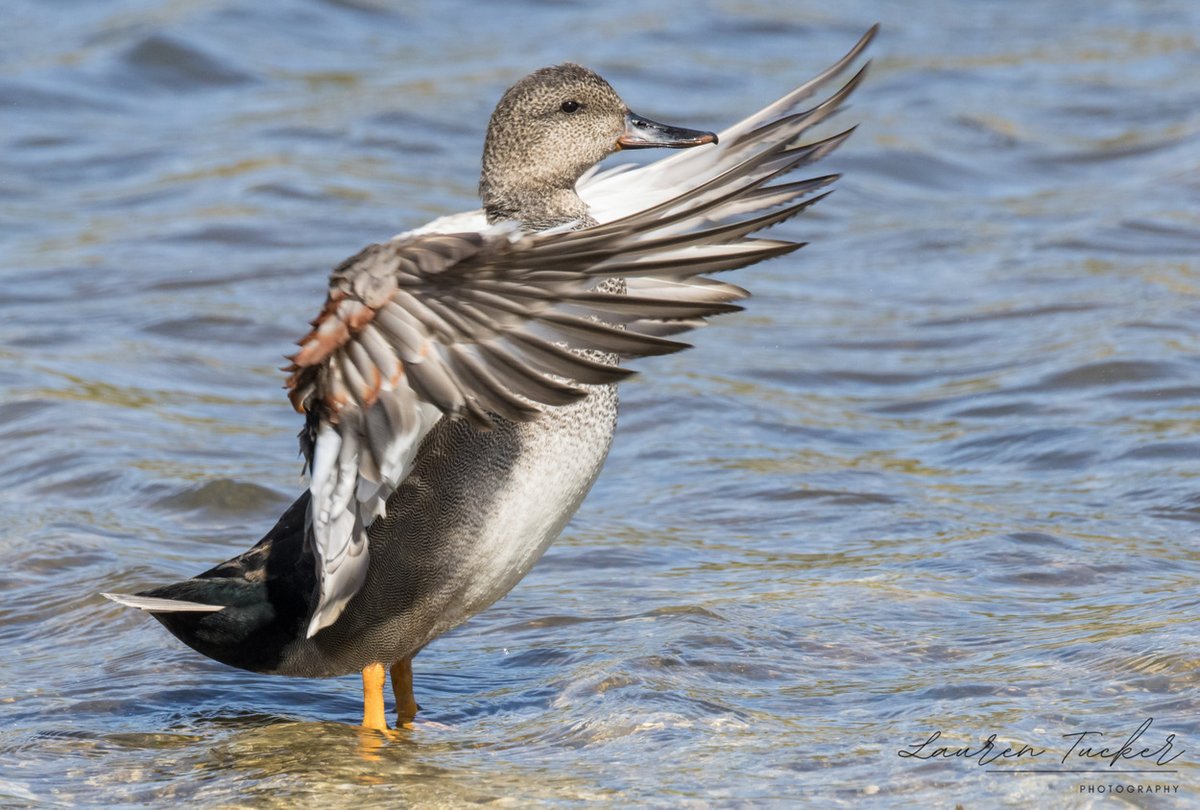 Lauren Tucker tweet media