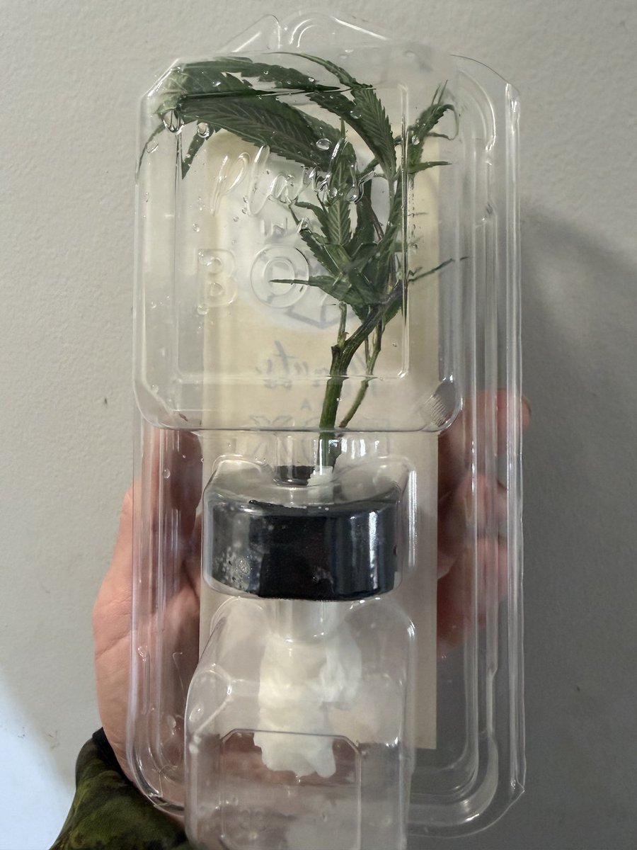 Sunshine State Seed Co Inc tweet media