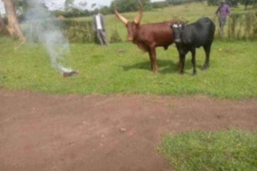 Alinaitwe brian tweet media