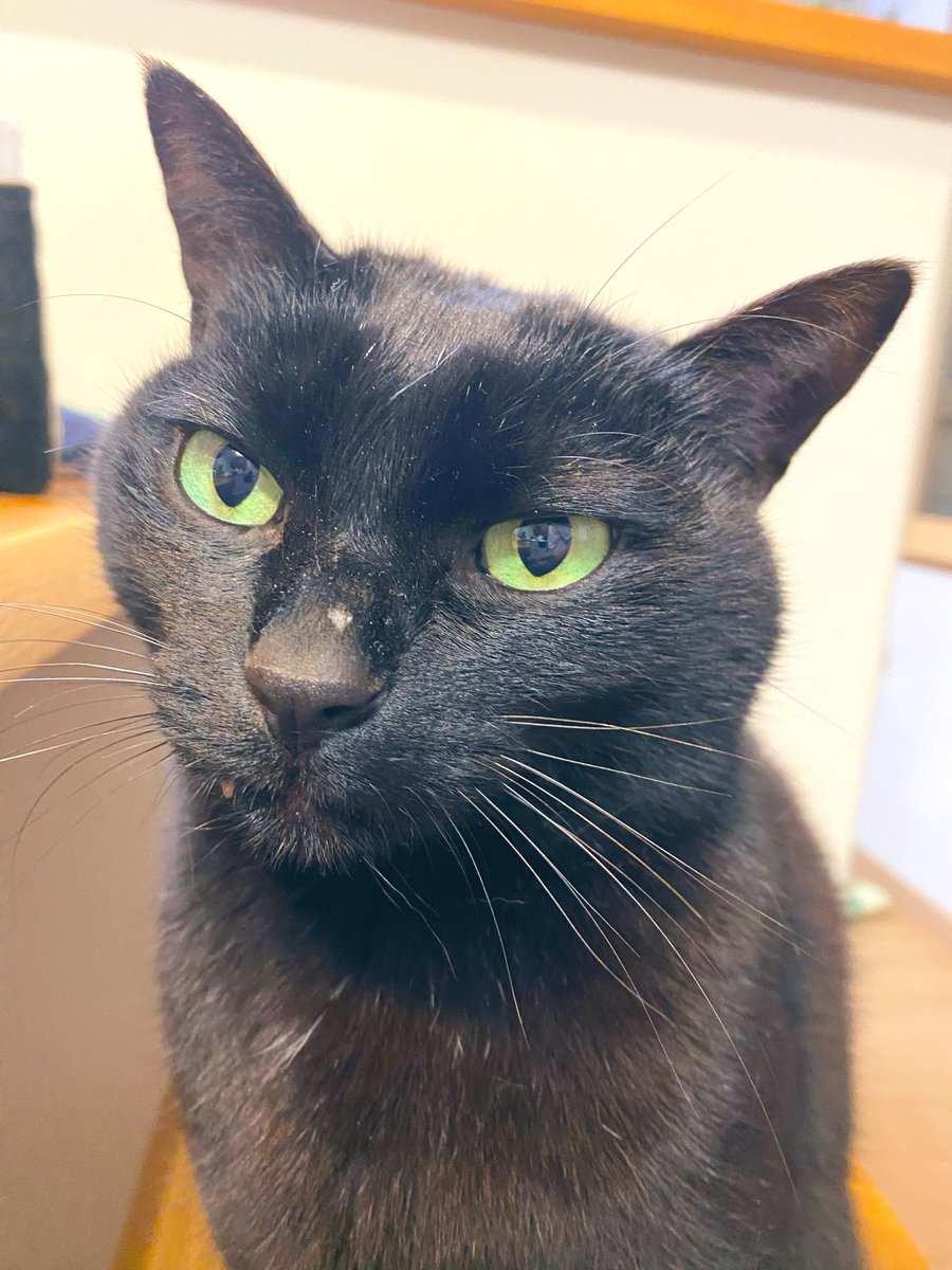 無事に帰宅して愛猫と語らってゐる。良き夜である。