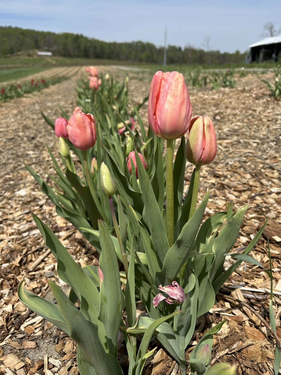 Stepp's Hillcrest Orchard tweet media