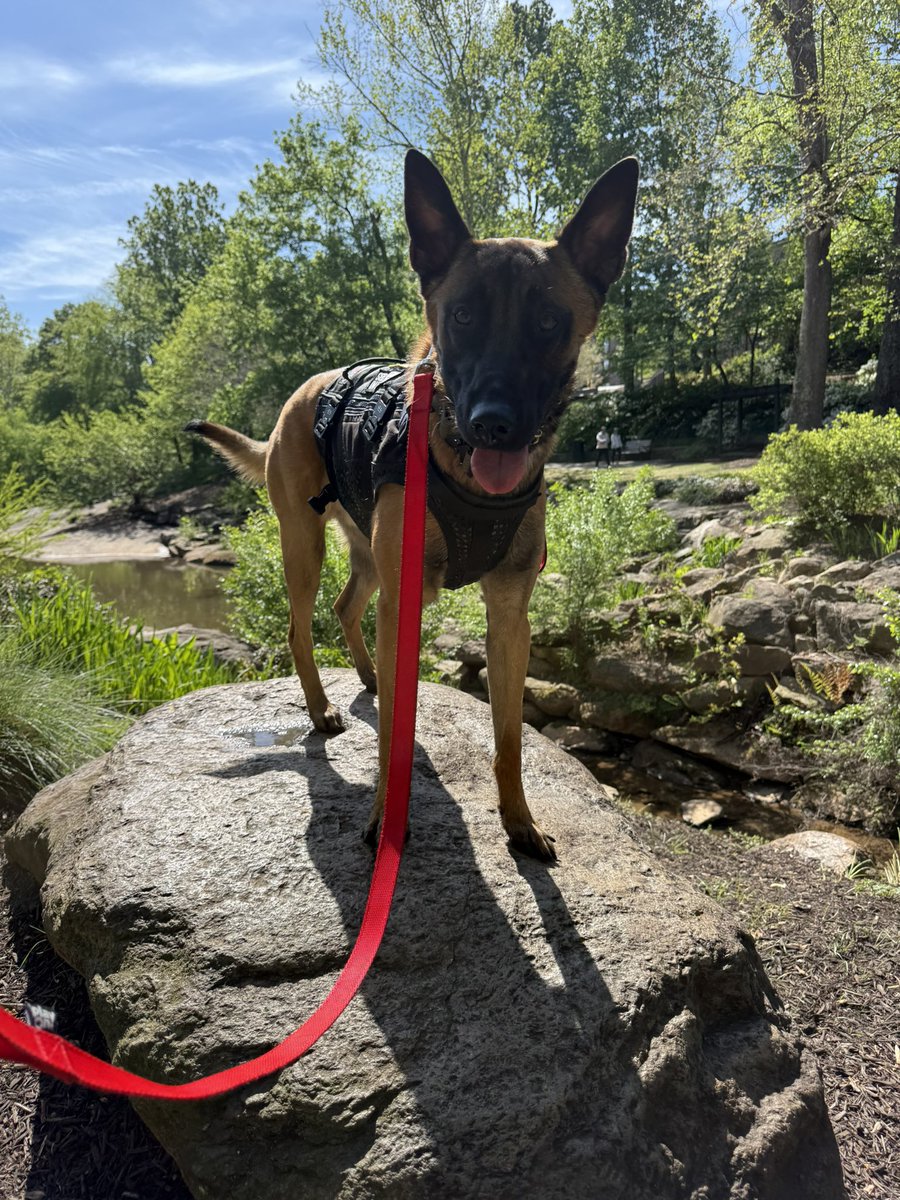 Anthony Cumia tweet media