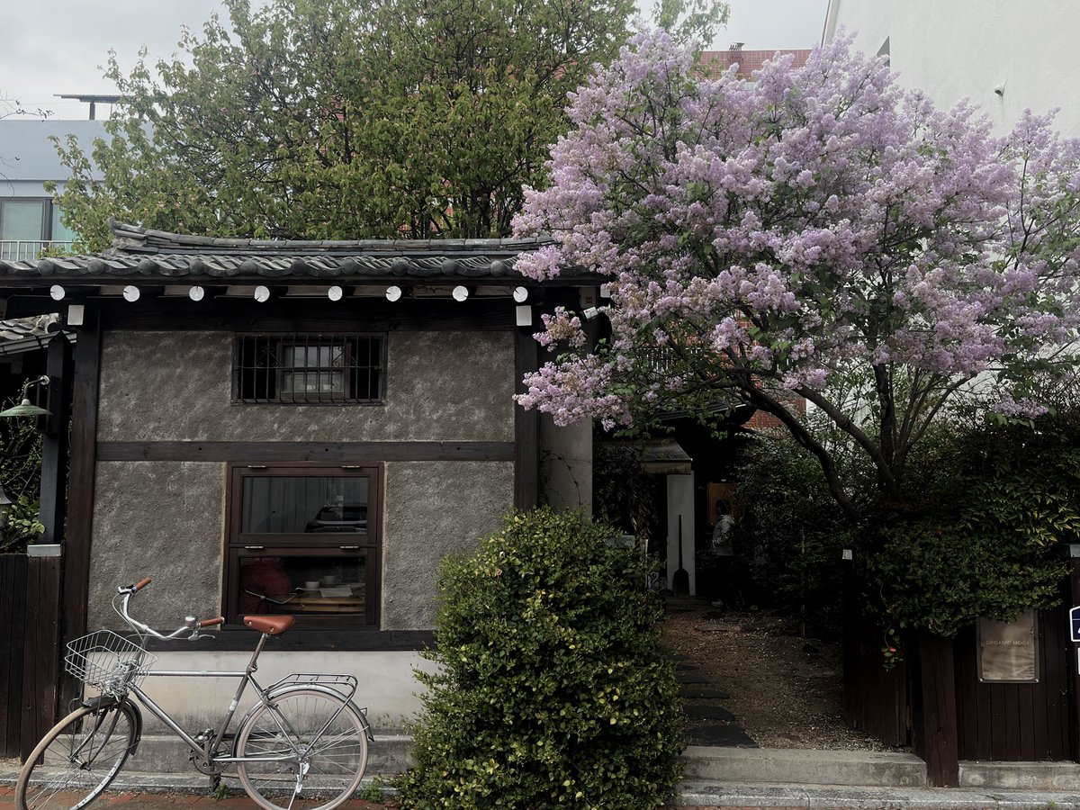 데이지 tweet media