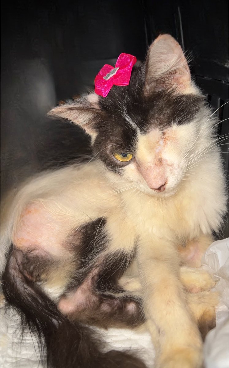 di_abrigo_davi's tweet photo. Titios, eu sou a Florzinha! FIV positivo.
Sofro as consequências dessa doença que me fragiliza de muitas formas. Eu preciso ir ao veterinário, mas antes precisamos pagar pela cesariana, os médicos da outra gatinha. Tudo deu 459,00 ( print a seguir) 
Hoje, também temos que 
+ https://t.co/dJIx6ZAo4M