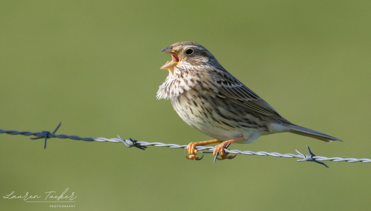 Lauren Tucker tweet media