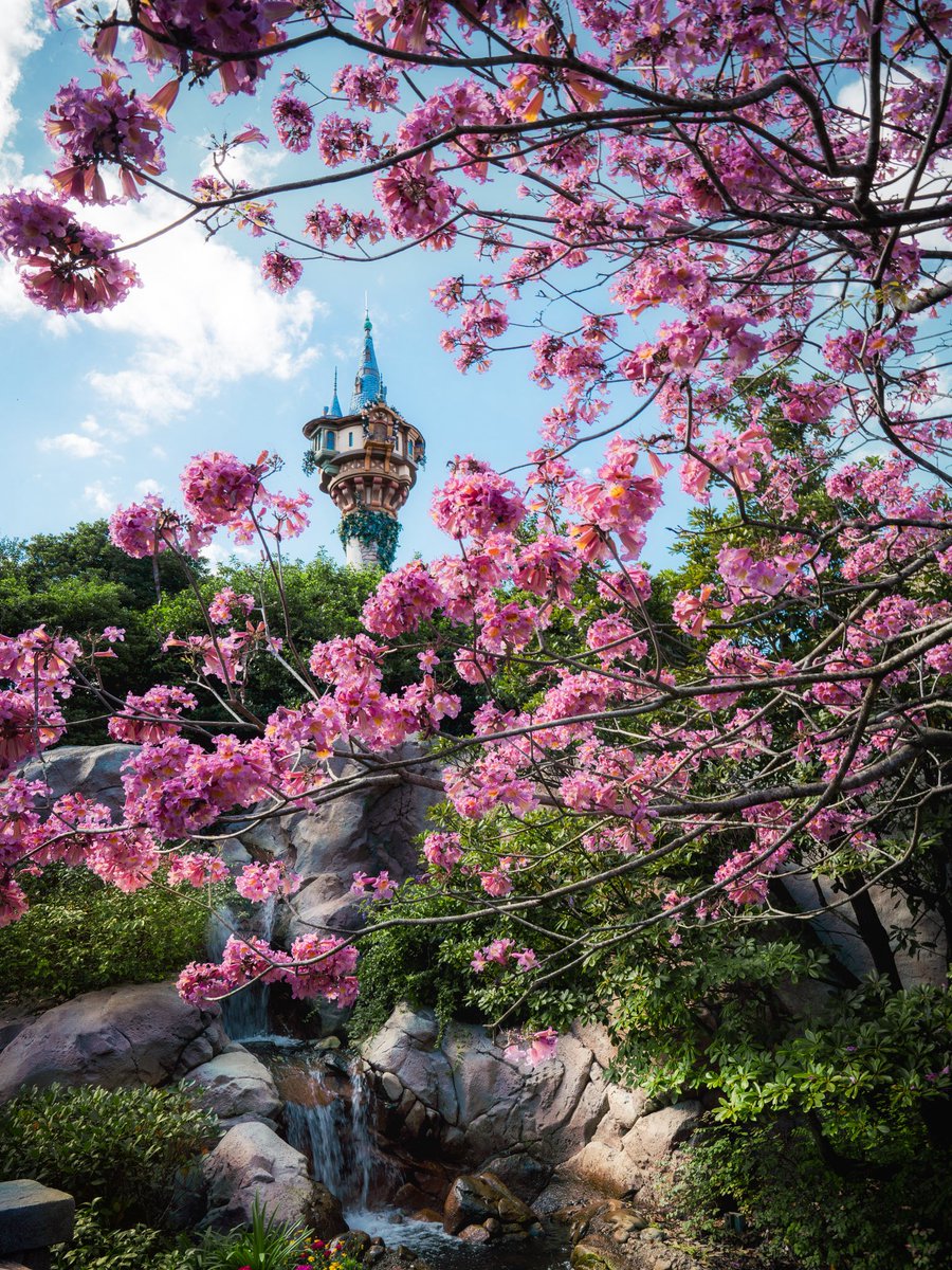somewareatdiz's tweet photo. Spring flowers at Walt Disney World https://t.co/1ve3t7q3bF