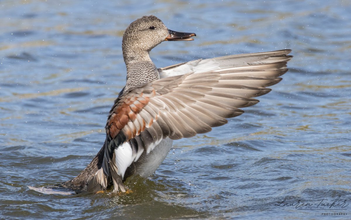 Lauren Tucker tweet media