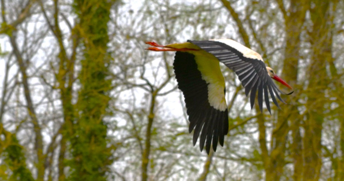 johan_klos's tweet photo. Goedemiddagen even bij fam. #ooievaar wezen kijken in #parkhuiskinderdijk en ook mijn 1e #vlinder op #foto #bontzandoogje dit jaar en dan nog een #muskurat #spotten bij het #buitenpad dacht eerst op een #bever maar die zijn groter #natuurfotografie met 300mm lens https://t.co/Qz7BVfJ1NW