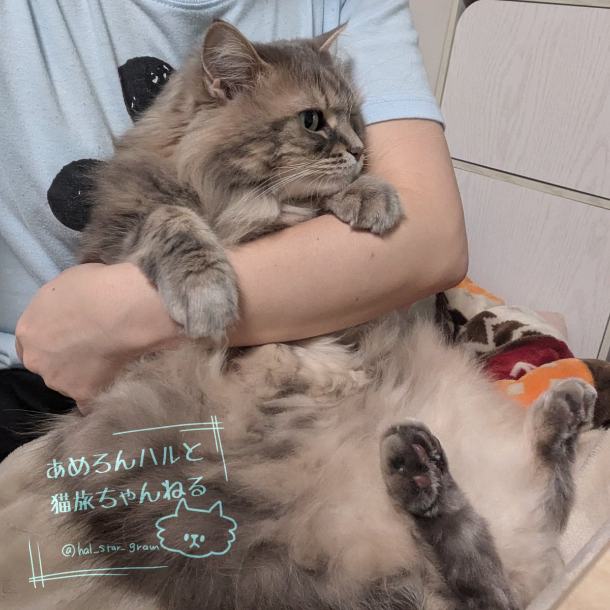 あめろんハルと猫旅ちゃんねる🍥 tweet media