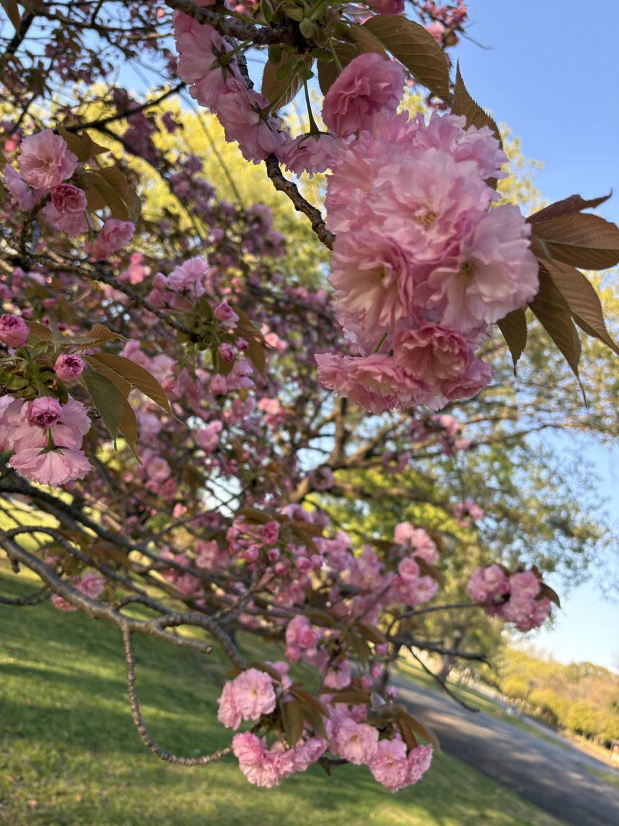 眠り猫 tweet media