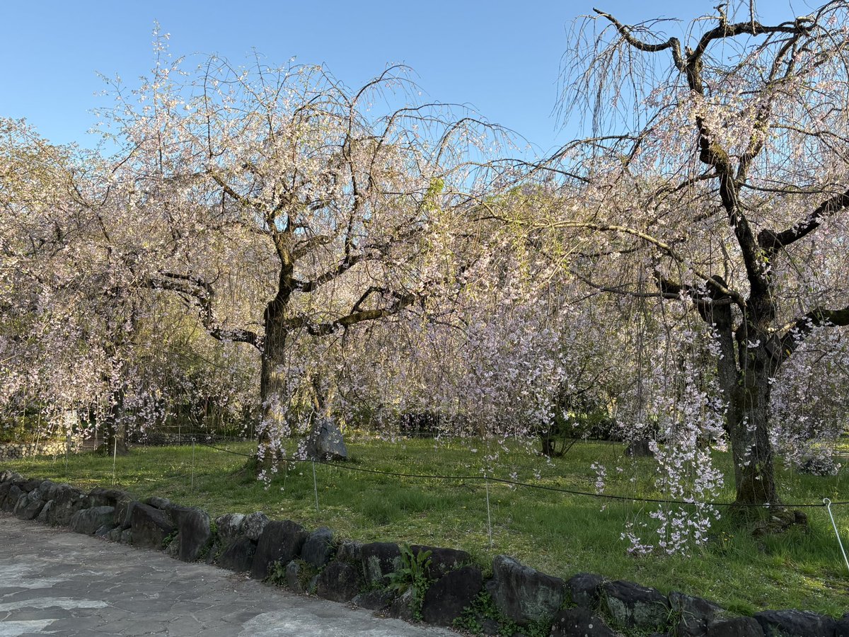 眠り猫 tweet media