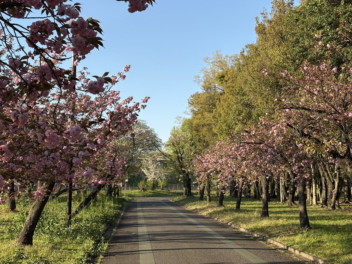 眠り猫 tweet media