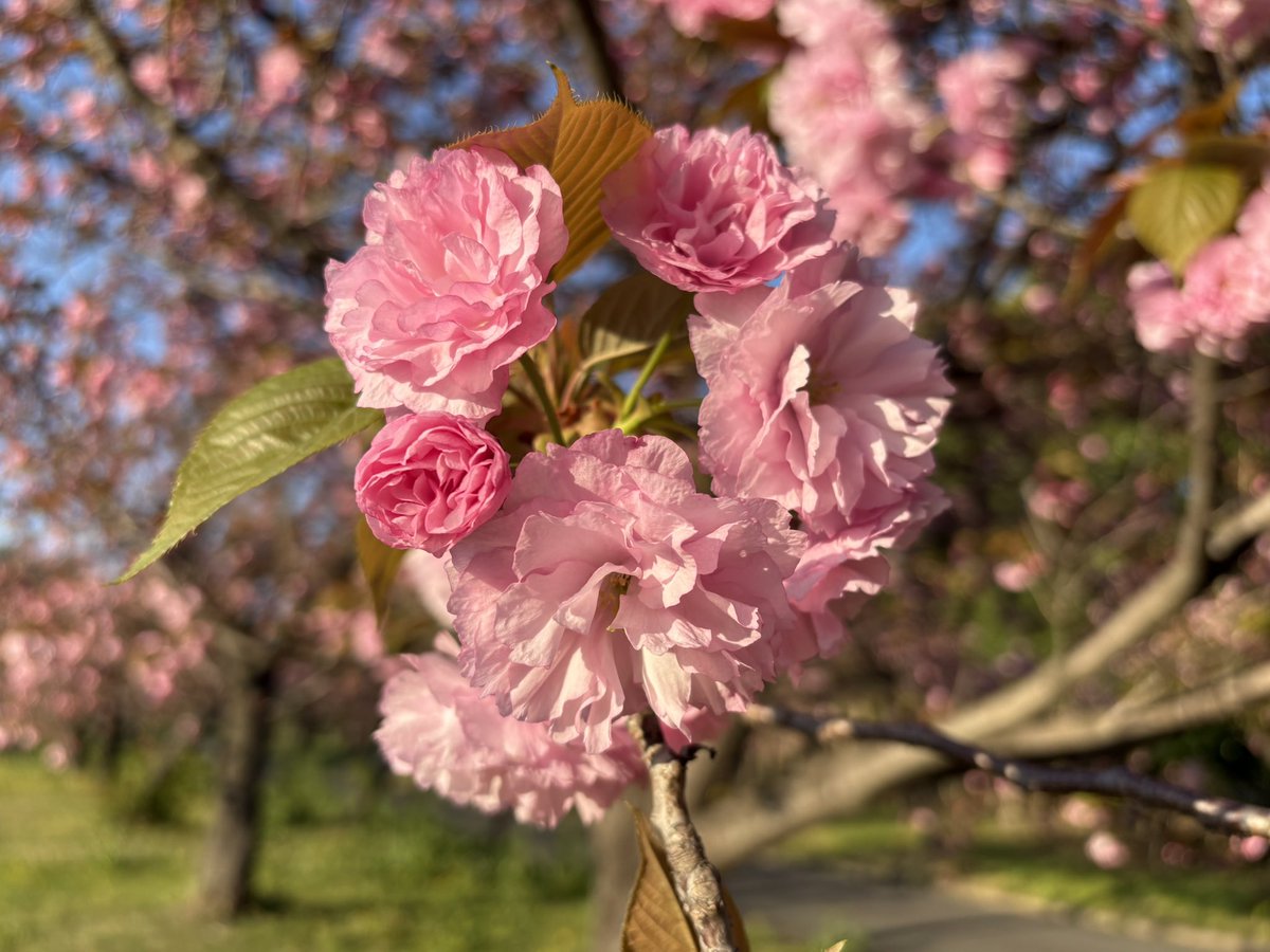 眠り猫 tweet media