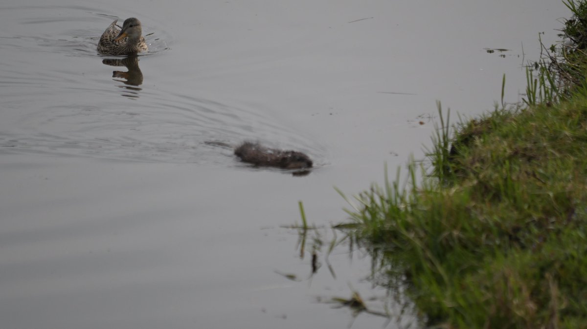 johan_klos's tweet photo. Goedemiddagen even bij fam. #ooievaar wezen kijken in #parkhuiskinderdijk en ook mijn 1e #vlinder op #foto #bontzandoogje dit jaar en dan nog een #muskurat #spotten bij het #buitenpad dacht eerst op een #bever maar die zijn groter #natuurfotografie met 300mm lens https://t.co/Qz7BVfJ1NW