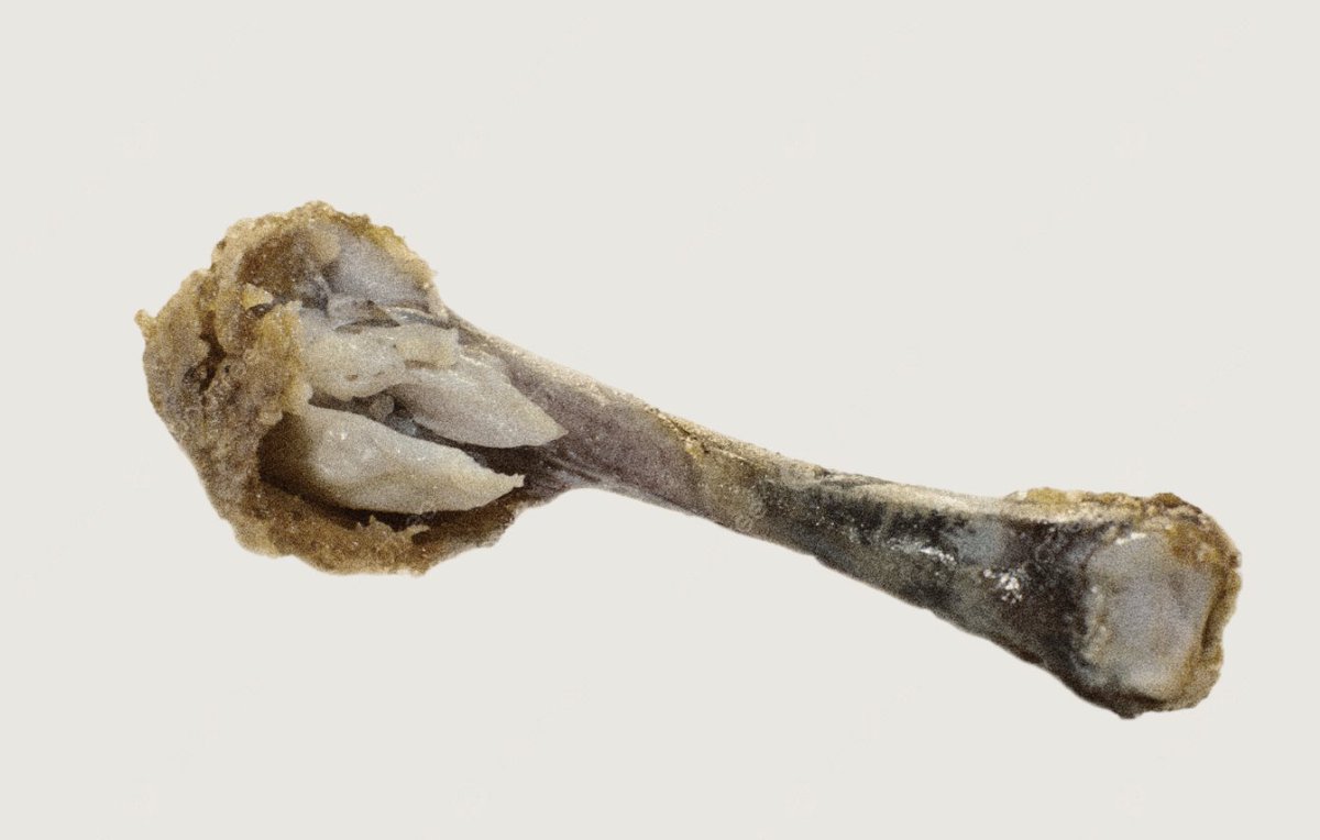 Kyle Alexander. tweet media