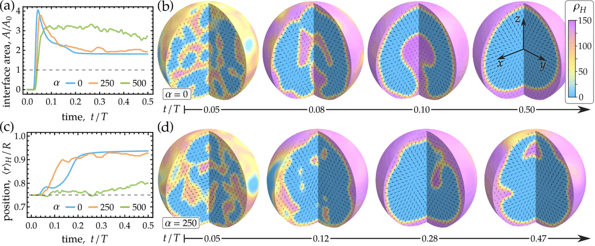 PhysRevX's tweet photo. To understand the spatial organization of the genome inside the nucleus, physicists are taking a new approach: a hydrodynamic framework that describes the macro behaviors of euchromatin and heterochromatin as two distinct fluid components.

🔗 https://t.co/VjHdhj1Lww https://t.co/PkqPf5t2ea
