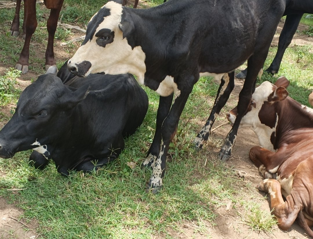 Alinaitwe brian tweet media