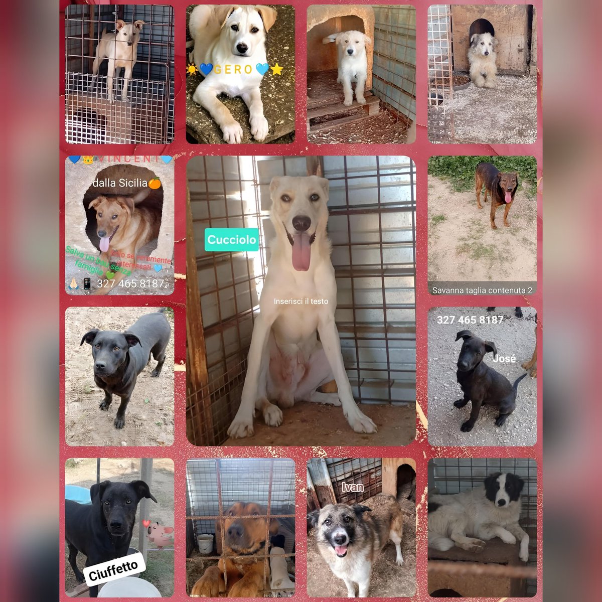 💔 Quando un rifugio chiude un pezzo di anima si spezza per sempre. La volontaria non può ancora curarsi dalla sua malattia serenamente, ci sono 16 cani ancora senza casa. Sono tutti cani belli e giovani 2/3 anni.Stalli o adozioni.Agrigento. 
☎️3274658187 
#staseratuttoèpossibile