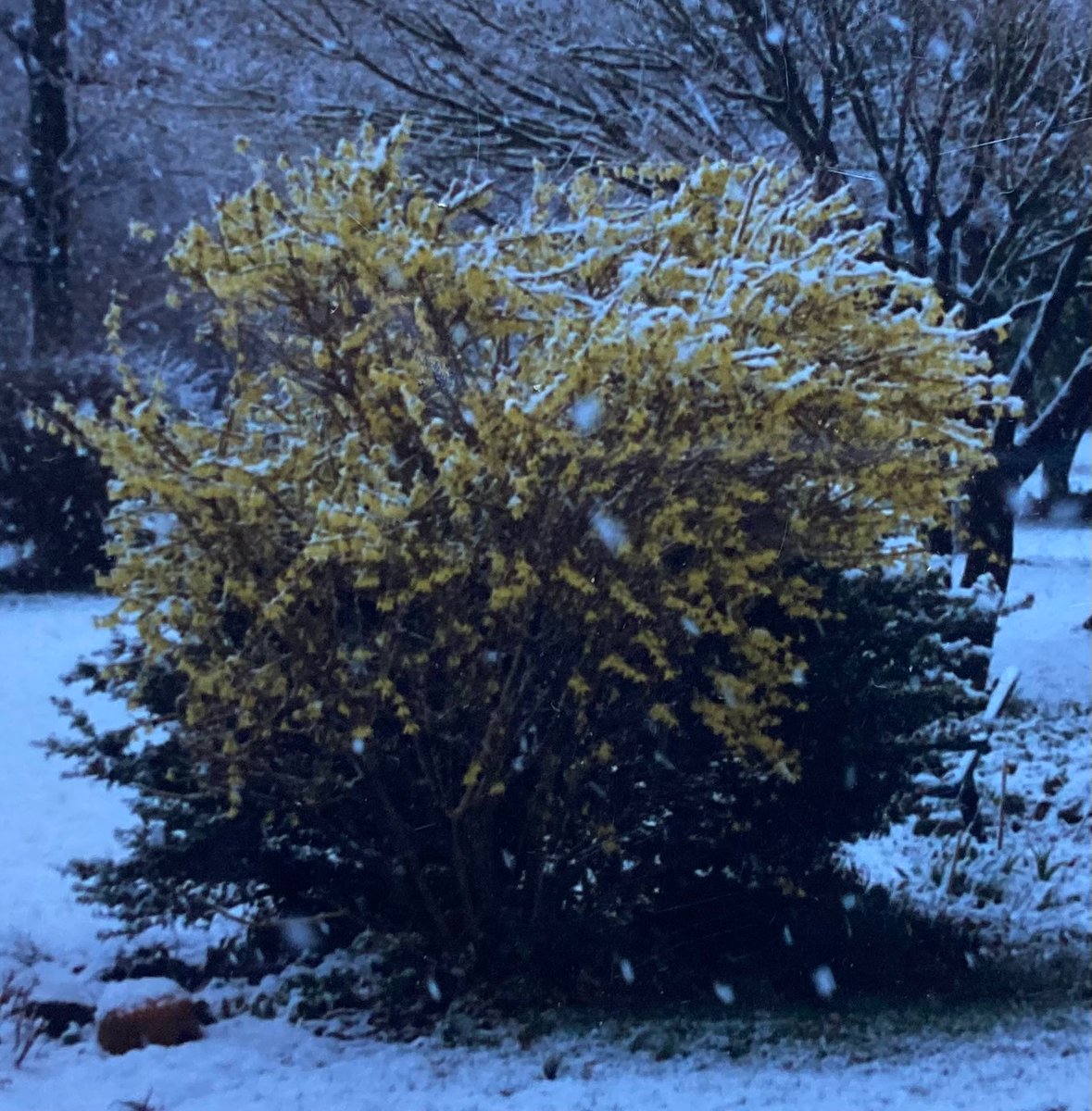 🌲 ⛄️Joe Sapia ⛄️ 🛷 tweet media