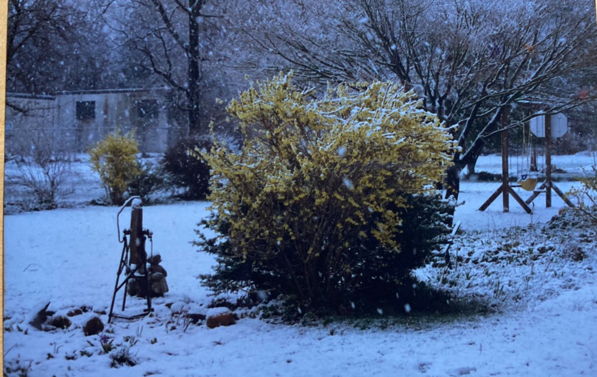 🌲 ⛄️Joe Sapia ⛄️ 🛷 tweet media