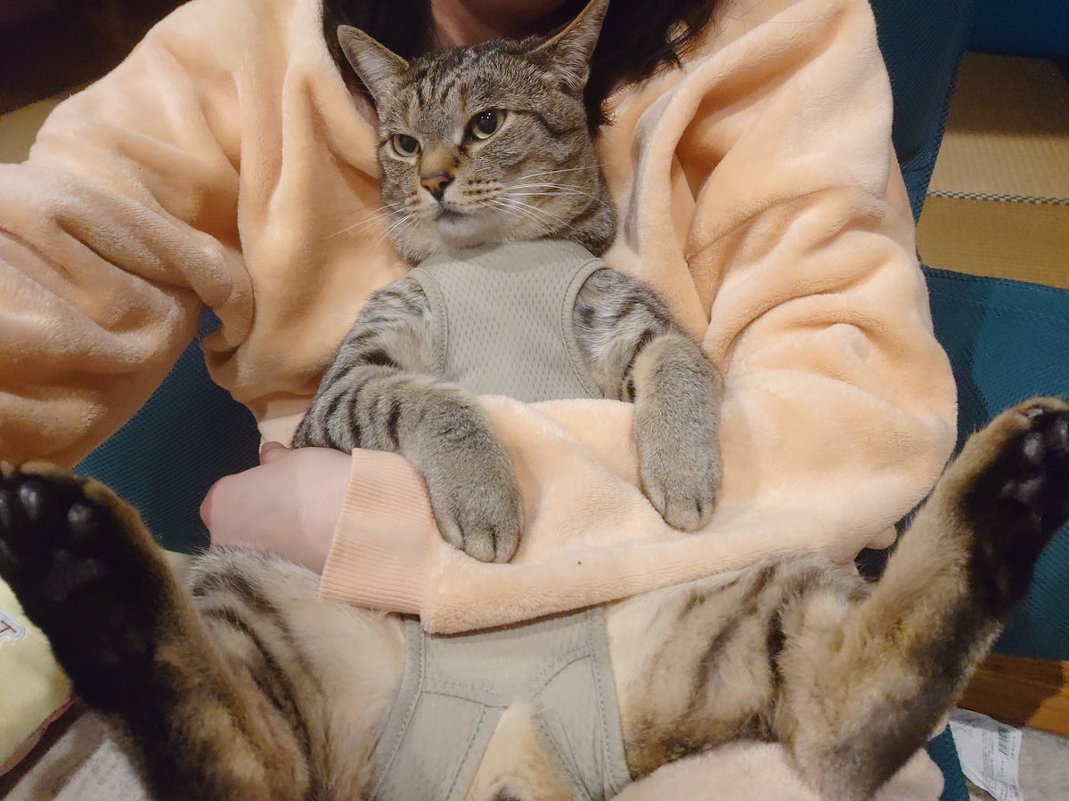 motsuni_nuko's tweet photo. 猫としてこれでいいの…？

人間ノ顔してるじゃん… https://t.co/am30Up3Pr4