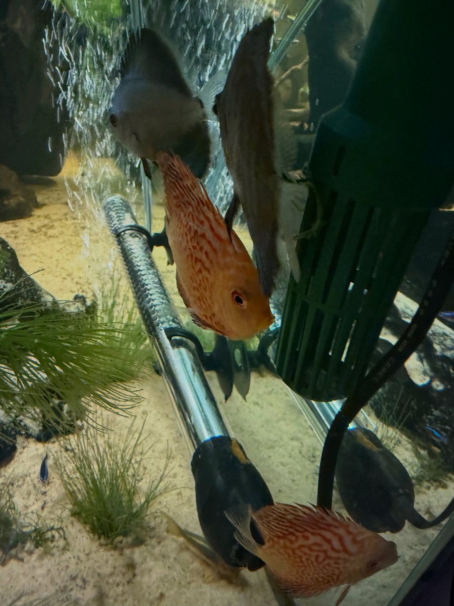 New fish , hate taking tank pics 🤣