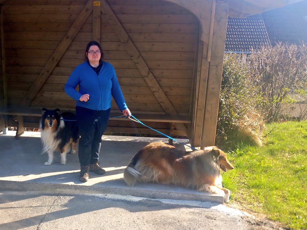 Sir Lucien Barkalot & Gavriel - The IT Collies tweet media