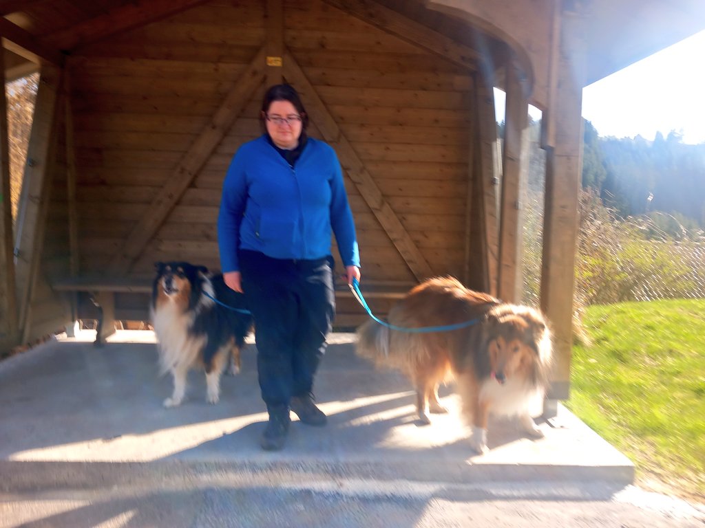 Sir Lucien Barkalot & Gavriel - The IT Collies tweet media