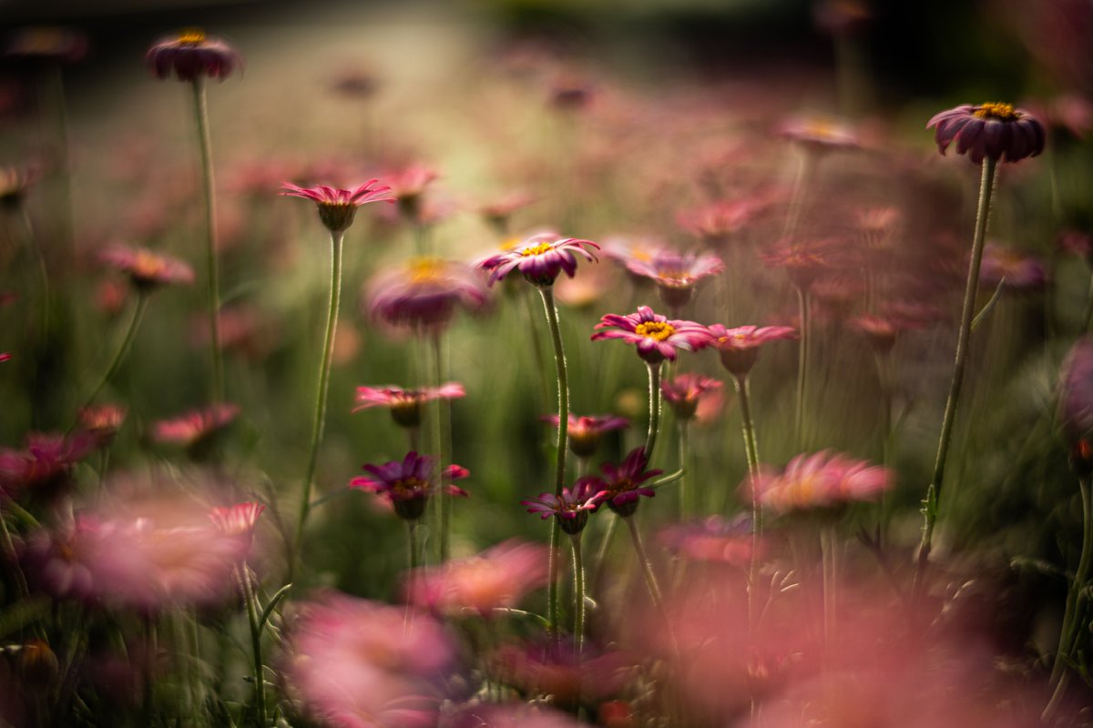 𝚜𝚑𝚒𝚗 tweet media