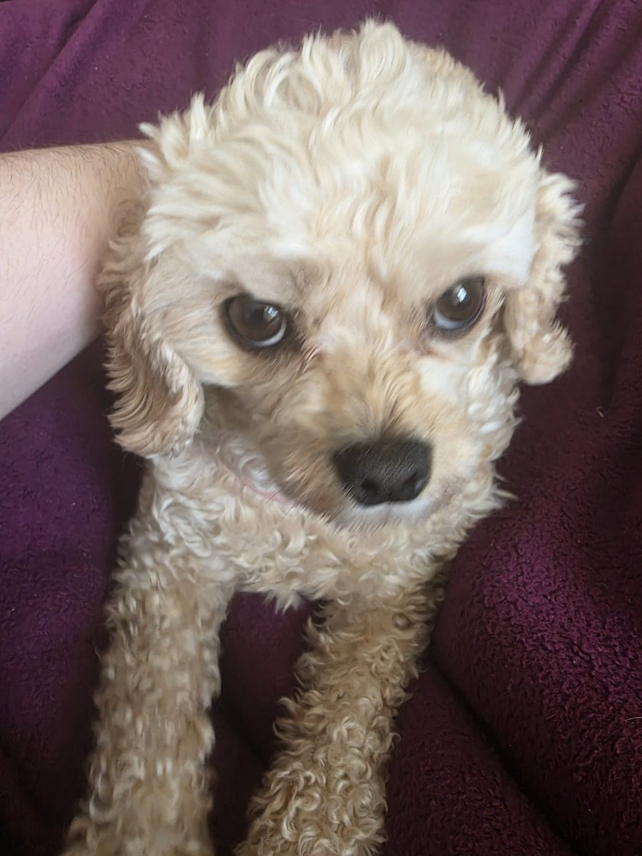 WhickTV - Bane of Christian Nationalists tweet media