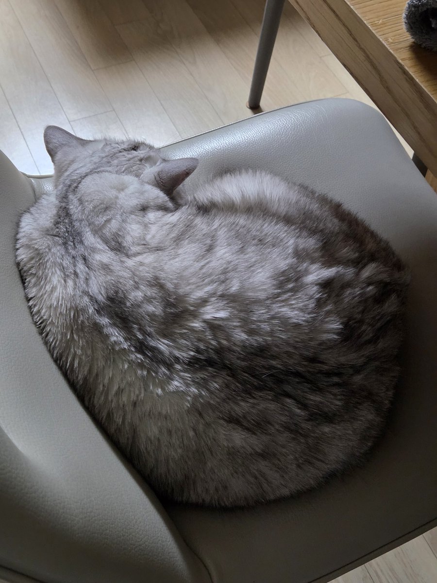 치즈피자먹고싶다 tweet media