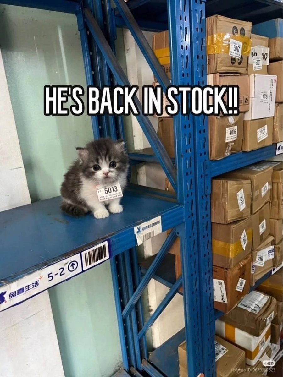 The Pets 𝕏 tweet media