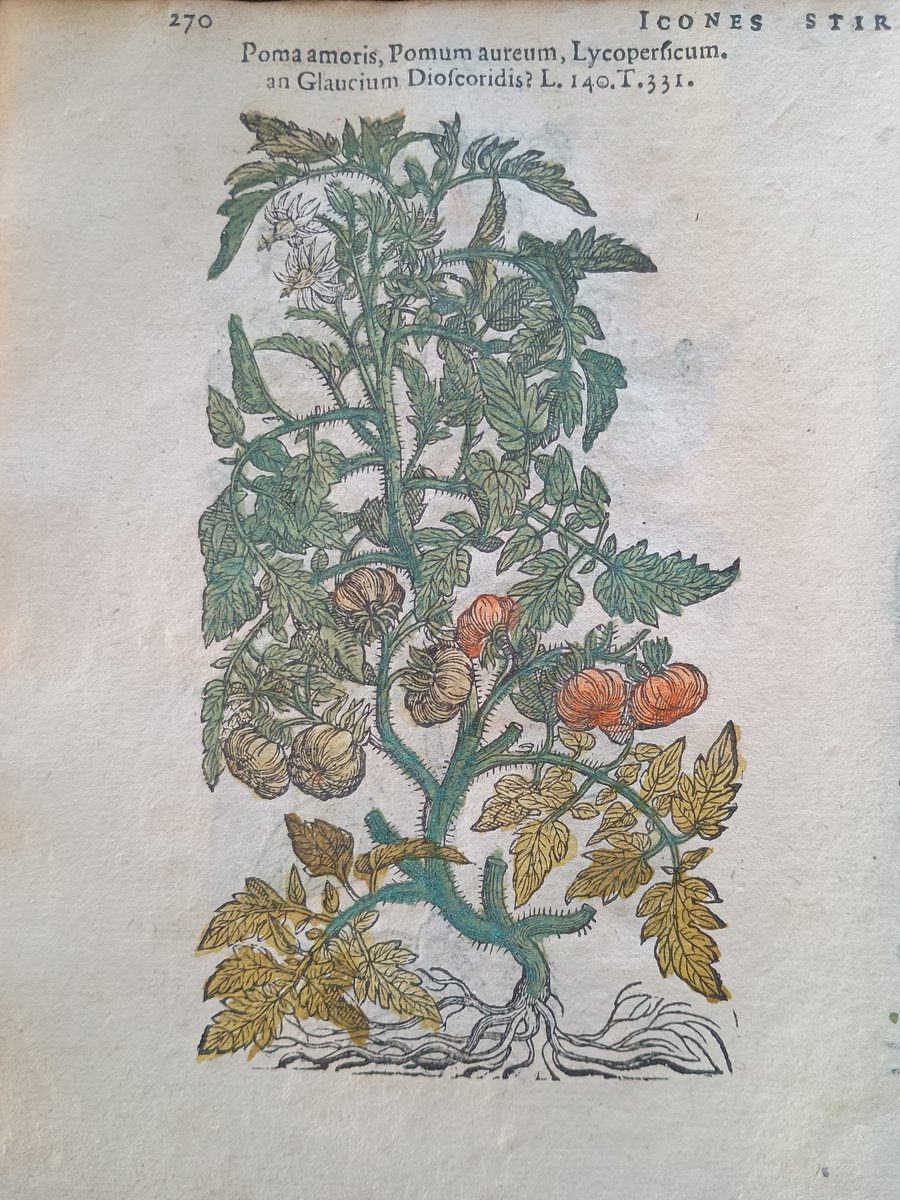 MarshsLibrary's tweet photo. Hand-coloured love apples, otherwise known as tomatoes, from 1591 https://t.co/Grqh6BnzLr
