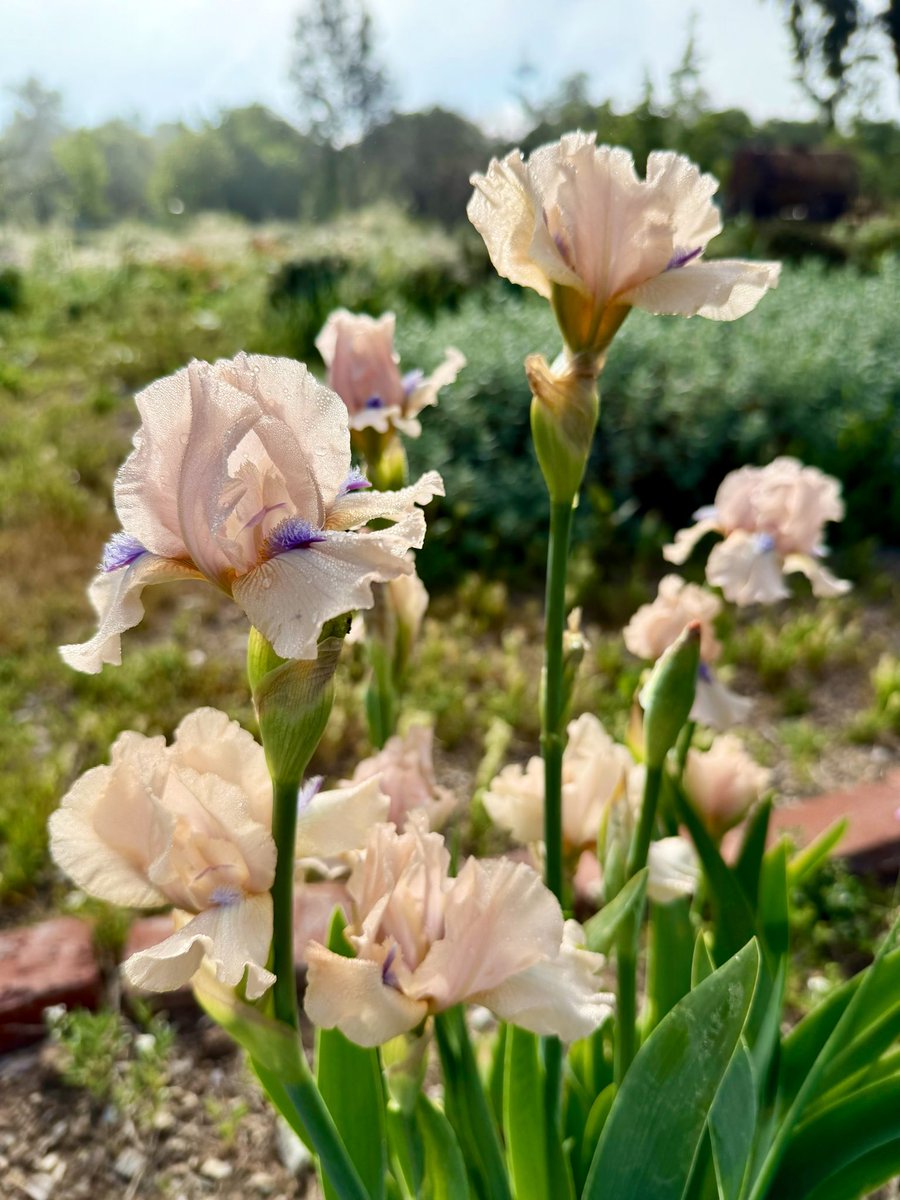 Alisa Varney tweet media