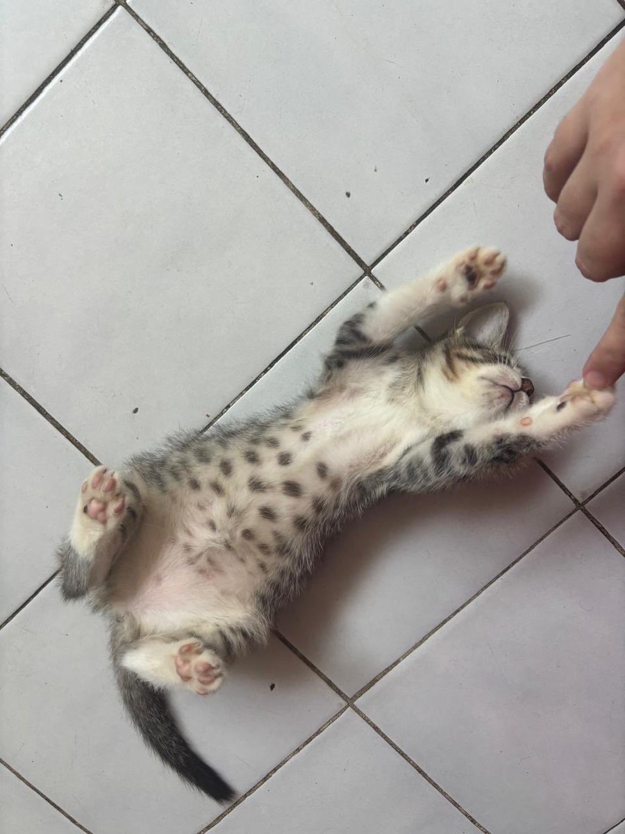 Gus!!! 🇵🇹 🇷🇺 🇳🇪 tweet media