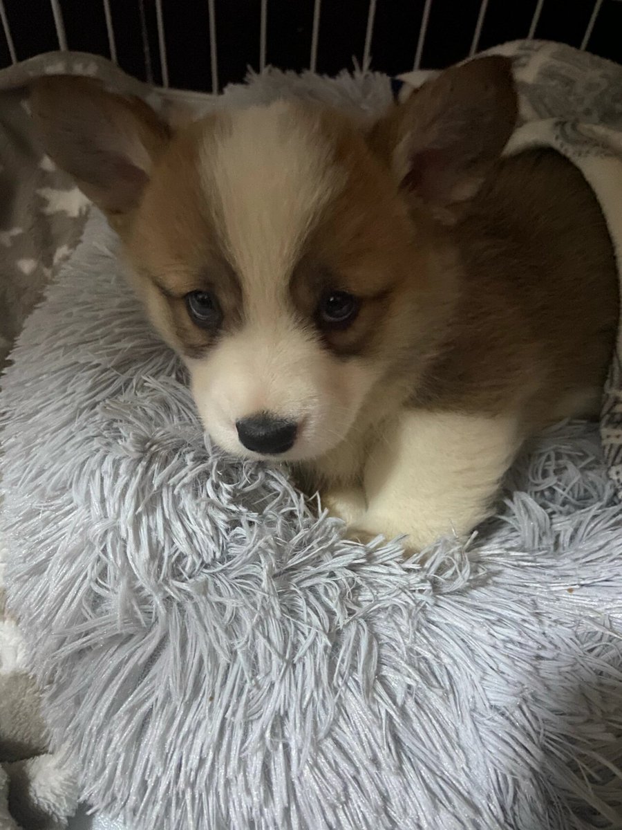 john_spute's tweet photo. "Rainy days feel smaller with a warm pup curled by your side.  #PetCompanions #RainyDayVibes" https://t.co/cZy0Axh5LZ