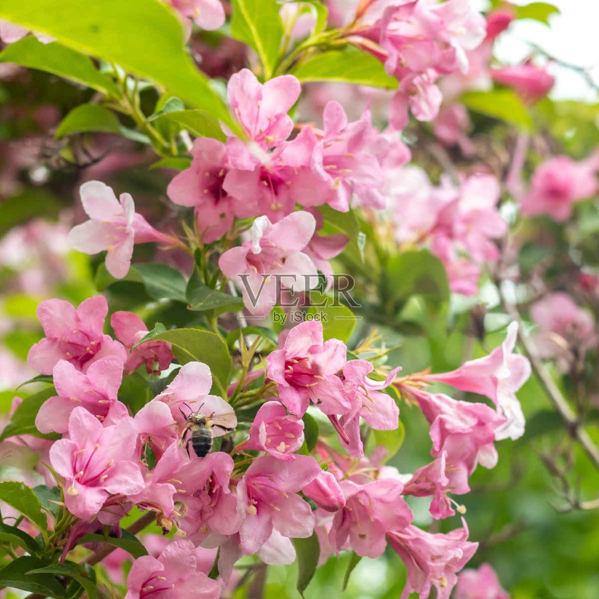 BipulGorh tweet media