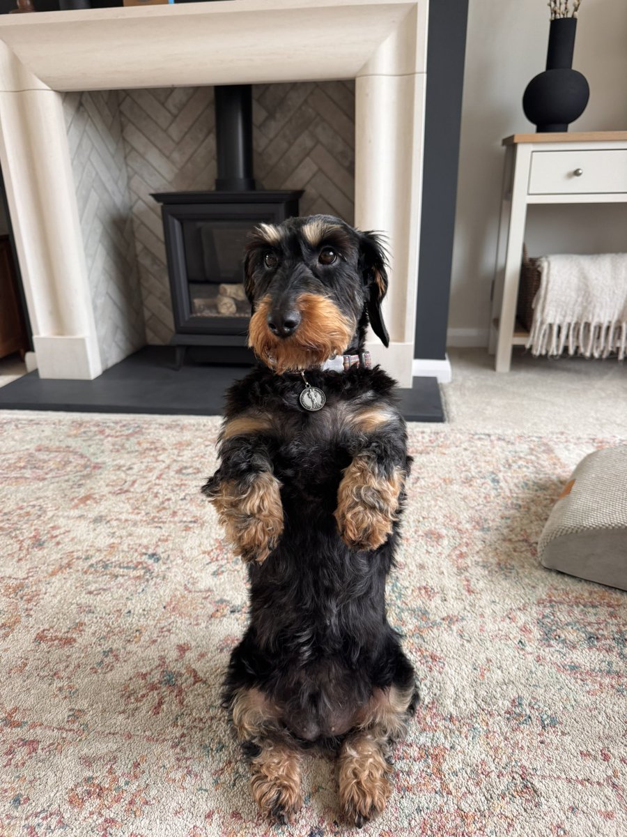 IsabellaDaxie's tweet image. This is not begging. This is a formal application for elevated snack privileges.

Snap to it human

🫶🐾💖💕 #Begging #dachshund #treats #now #dogsofX