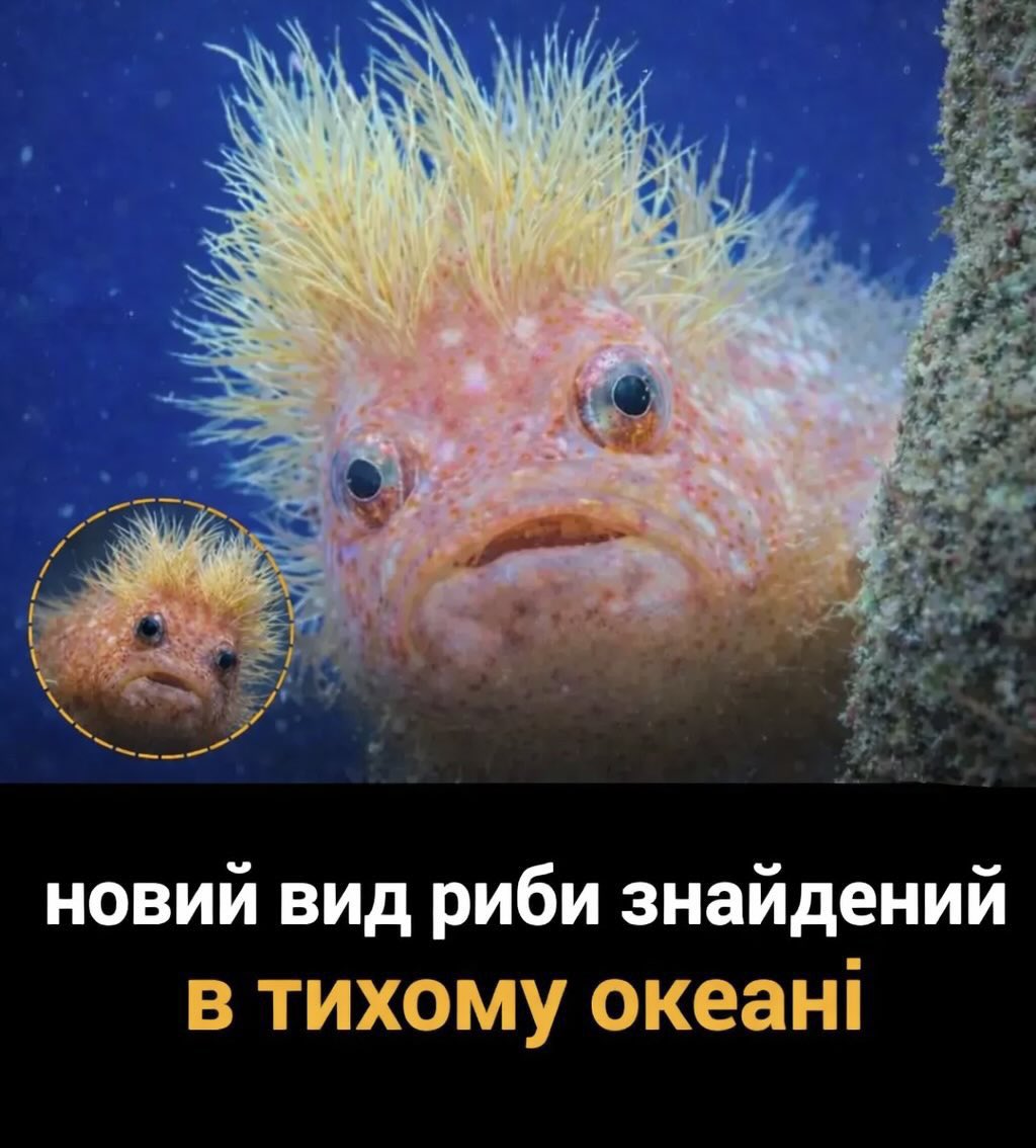 🦤💀🦴⛏️Paleo_Daddy⛏️🦕🦖🦣 tweet media