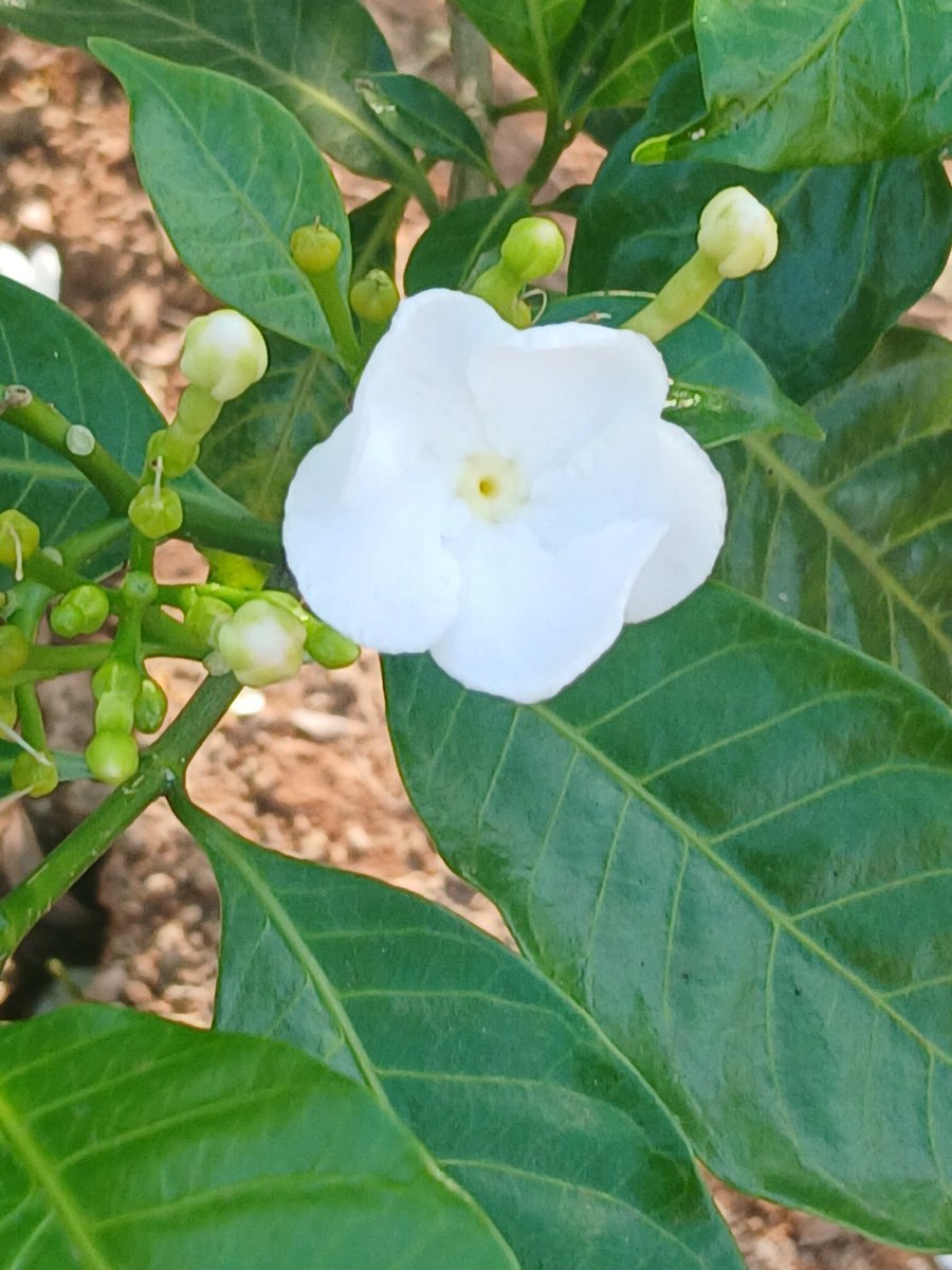 Sunshine Star tweet media