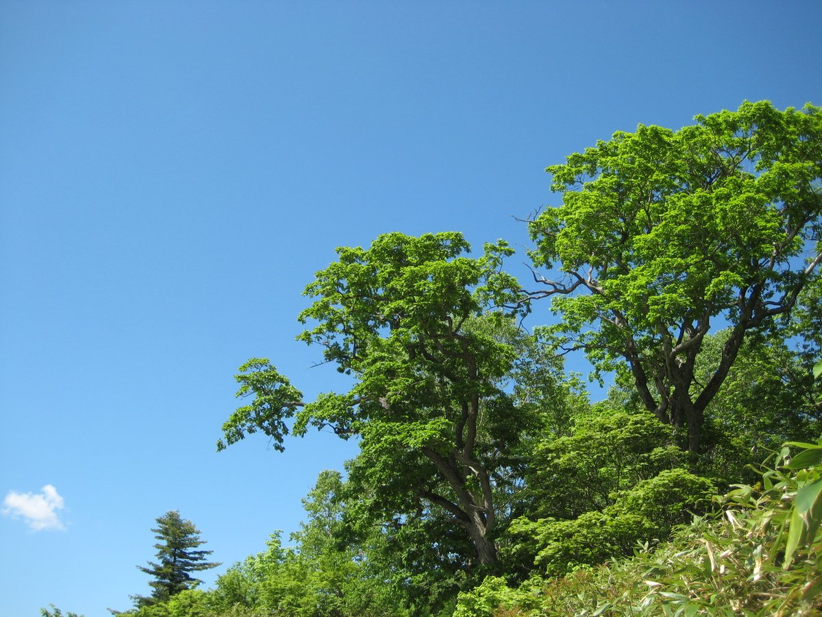 🕯️灯炉ぼたん🌺/新人Vtuber tweet media